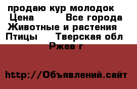 продаю кур молодок. › Цена ­ 320 - Все города Животные и растения » Птицы   . Тверская обл.,Ржев г.